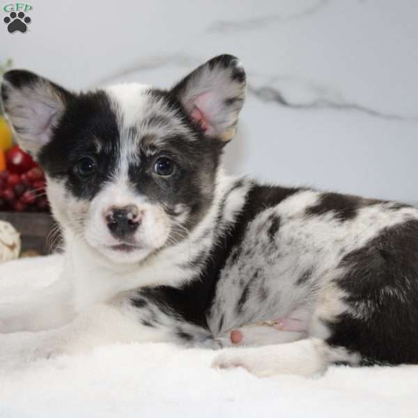 Buster, Pembroke Welsh Corgi Puppy